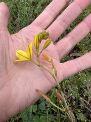 Bulbine bulbosa