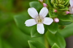 Lysimachia mauritiana