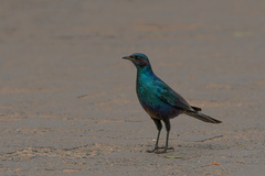 Lamprotornis australis