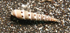 Hastula strigilata
