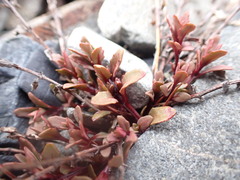 Epilobium melanocaulon