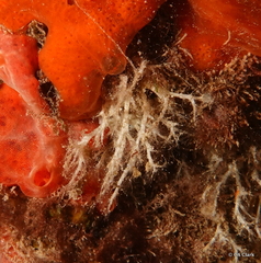 Miniacina
