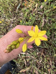 Bulbine bulbosa