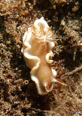 Glossodoris rufomarginata