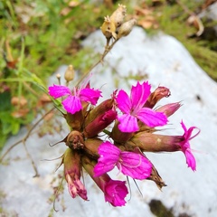 Dianthus balbisii