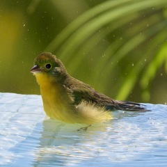 Passerina leclancherii