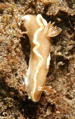 Glossodoris rufomarginata