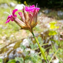 Dianthus balbisii