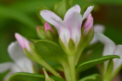 Lysimachia mauritiana