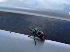 Chrysocoris fascialis