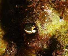 Plagiotremus ewaensis