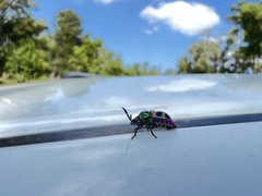 Chrysocoris fascialis