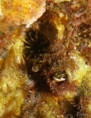 Echinometra mathaei
