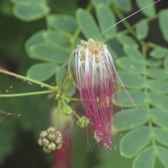 Calliandra houstoniana