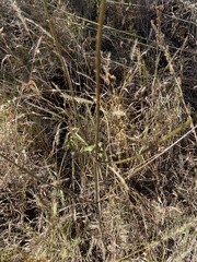 Cosmos parviflorus