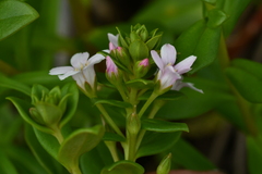 Lysimachia mauritiana