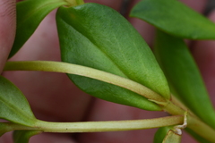 Lysimachia mauritiana