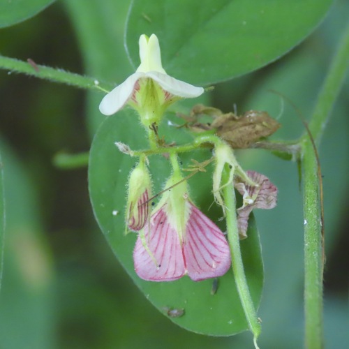 Anil Falso (Coursetia caribaea)