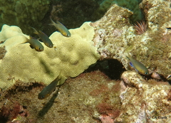 Pycnochromis vanderbilti