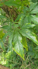 Syngonium angustatum