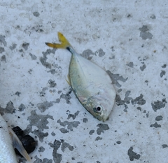 Chloroscombrus chrysurus