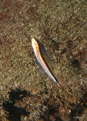 Plagiotremus ewaensis