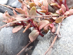 Epilobium melanocaulon