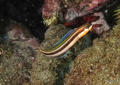 Plagiotremus ewaensis