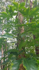 Syngonium angustatum