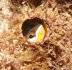 Plagiotremus ewaensis