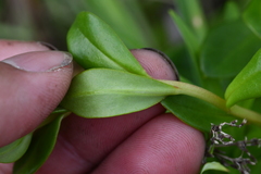 Lysimachia mauritiana