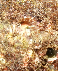 Entomacrodus marmoratus