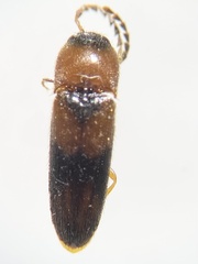 Ampedus areolatus