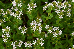 Lysimachia mauritiana