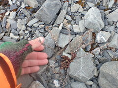 Epilobium melanocaulon