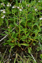 Lysimachia mauritiana