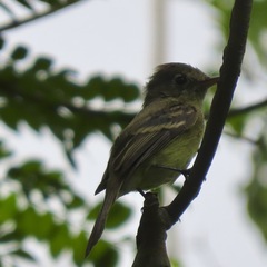 Empidonax occidentalis