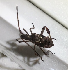 Leptoglossus occidentalis