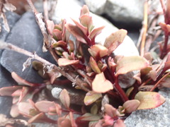 Epilobium melanocaulon