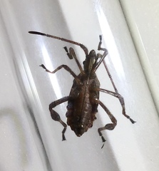 Leptoglossus occidentalis