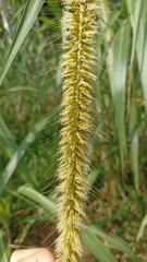Cenchrus purpureus