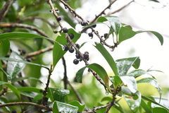 Myrsine seguinii
