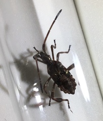 Leptoglossus occidentalis