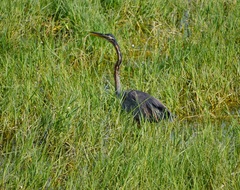 Ardea purpurea