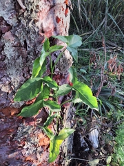 Syngonium podophyllum