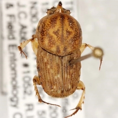 Euoniticellus intermedius