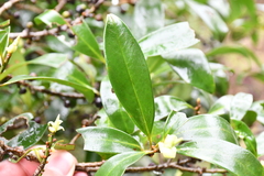 Myrsine seguinii