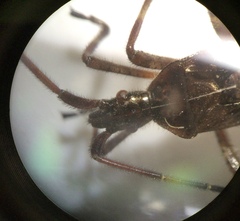 Leptoglossus occidentalis