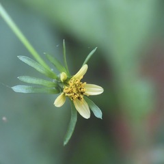 Bidens riparia