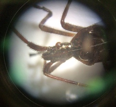 Leptoglossus occidentalis